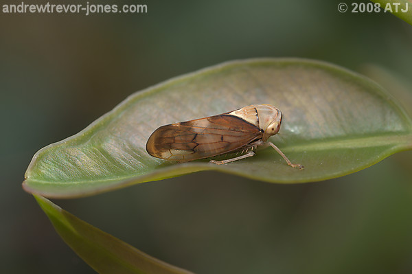 Yellow-headed leafhopper, Brunotartessus fulvus