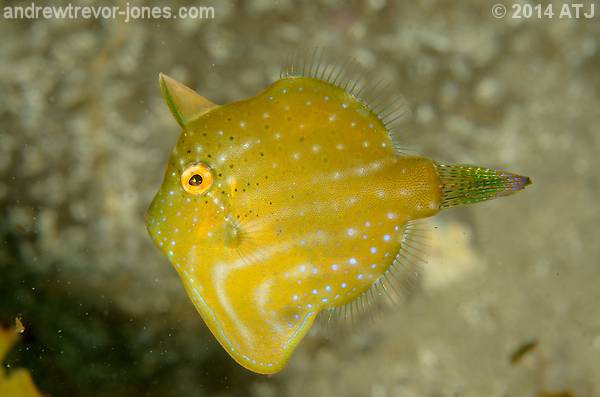 Pygmy leatherjacket, Brachaluteres jacksonianus