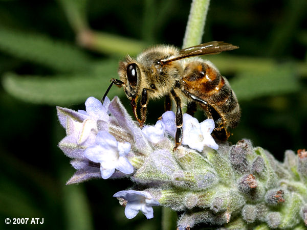 Honey bee, Apis sp.