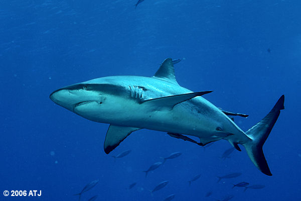 Grey reef whaler, Carcharhinus amblyrhynchos