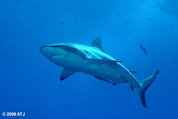 Grey reef whaler, Carcharhinus amblyrhynchos