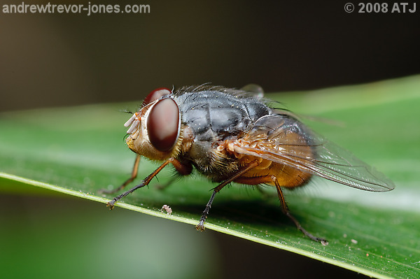 Blowfly, Calliphora augur