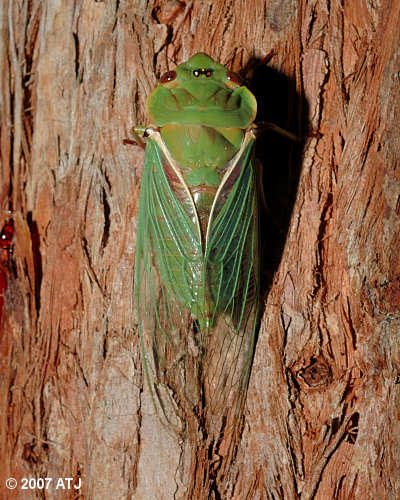 Green grocer, Cyclochila australasiae