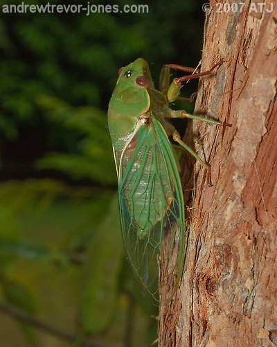 Green grocer, Cyclochila australasiae