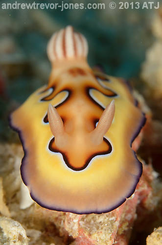 Nudibranch, Chromodoris coi