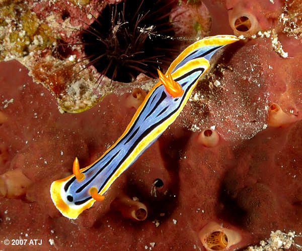 Nudibranch, Chromodoris elisabethina
