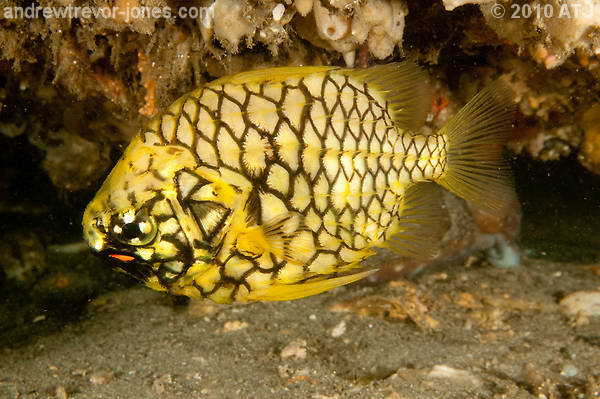 Pineapplefish, Cleidopus gloriamaris