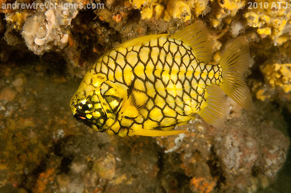 Pineapplefish, Cleidopus gloriamaris