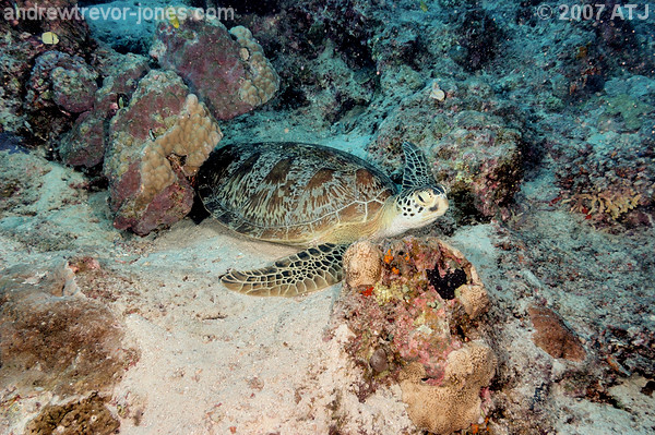 Green turtle, Chelonia mydas