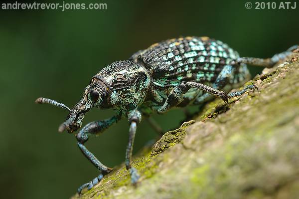 Botany Bay diamond weevil, Chrysolopus spectabilis