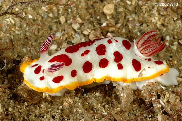 Nudibranch, Chromodoris splendida