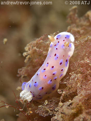 Nudibranch, Chromodoris thompsoni