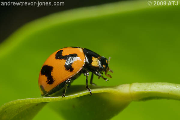 Transverse ladybird, Coccinella transversalis