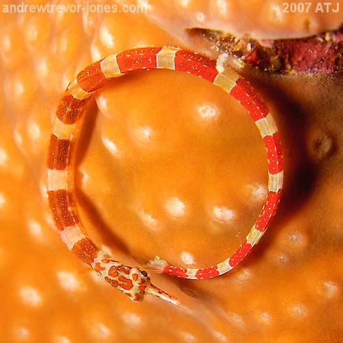 Pipefish, Corythoichthys sp.