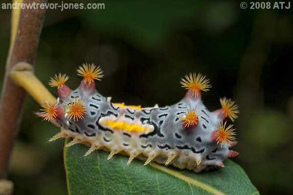 Mottled cup moth, Doratifera vulnerans