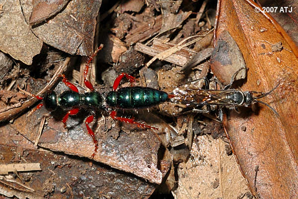 Blue 'ant' wasps, Diamma bicolor