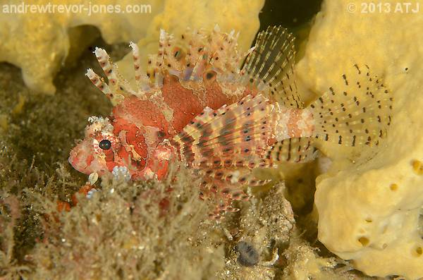 Dwarf lionfish, Dendrochirus brachypterus
