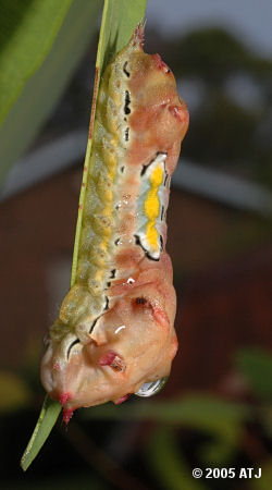 Mottled Cup Moth, Doratifera vulnerans