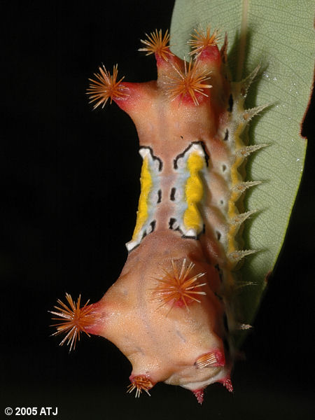 Mottled Cup Moth, Doratifera vulnerans