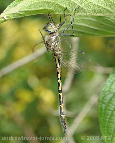 Australian emerald dragonfly, Hemicordulia australiae