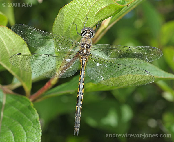 Australian emerald dragonfly, Hemicordulia australiae