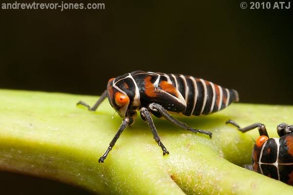 Gum leafhopper nymph, Eurymeloides punctata