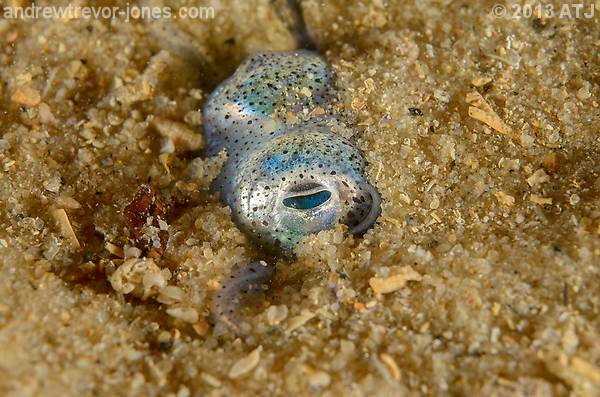 Southern dumpling squid, Euprymna tasmanica