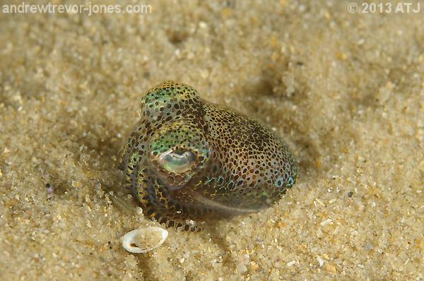 Southern dumpling squid, Euprymna tasmanica