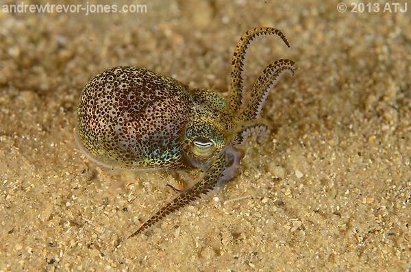 Southern dumpling squid, Euprymna tasmanica