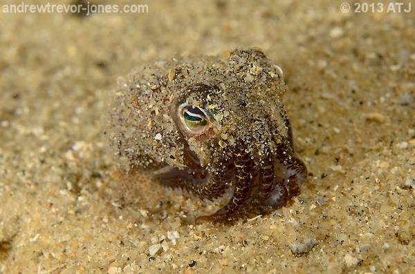 Southern dumpling squid, Euprymna tasmanica