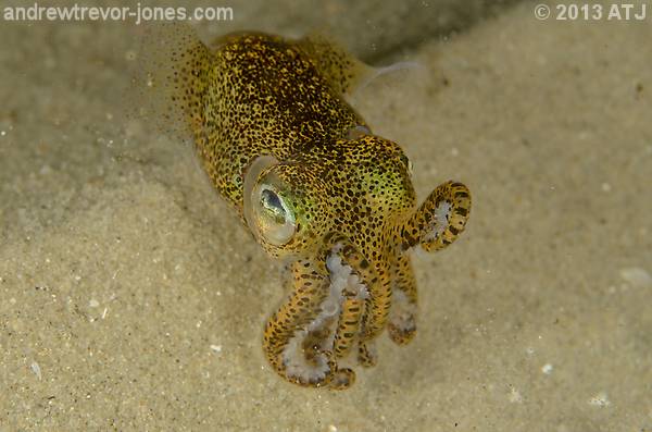 Southern dumpling squid, Euprymna tasmanica