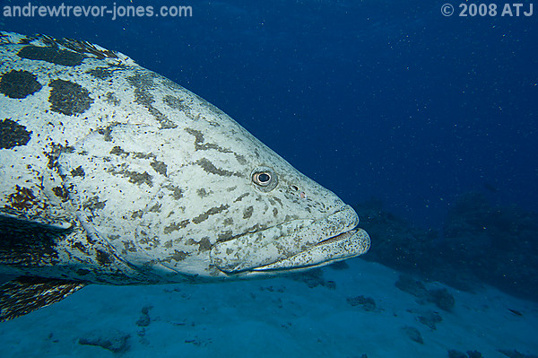 Potato Cod, Epinephelus tukula