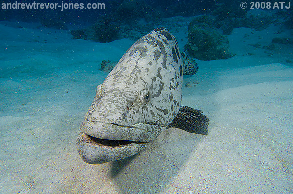 Potato cod, Epinephelus tukula