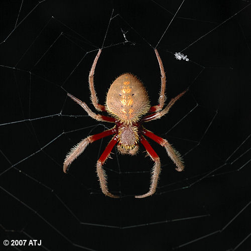 Garden orb weaver, Eriophora sp.