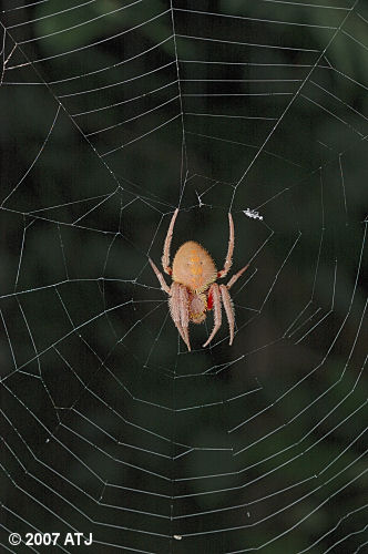 Garden orb weaver, Eriophora sp.