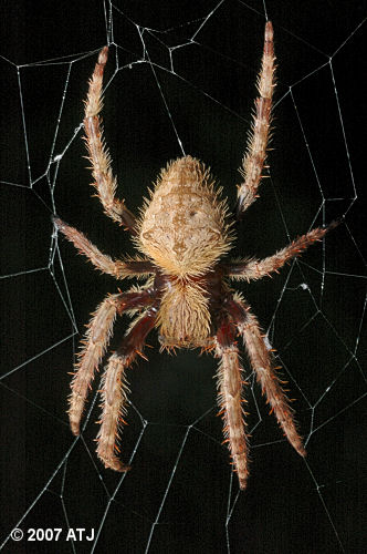 Garden orb weaver, Eriophora sp.
