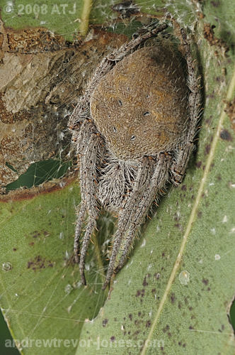 Garden orb weaver, Eriophora sp.