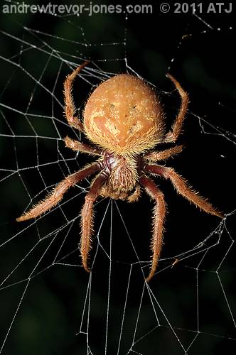 Garden orb-weaver, Eriophora sp.