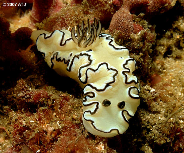 Nudibranch, Glossodoris atromarginata