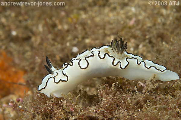 Nudibranch, Glossodoris atromarginata