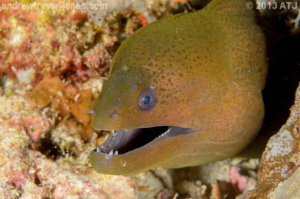 Giant moray, Gymnothorax javanicus