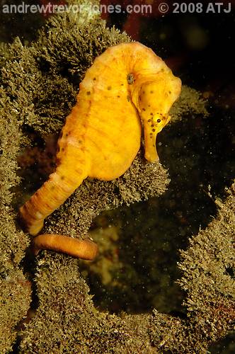 Pot-bellied seahorse, Hippocampus abdominalis