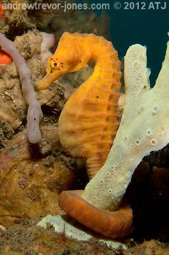 Pot-bellied seahorse, Hippocampus abdominalis