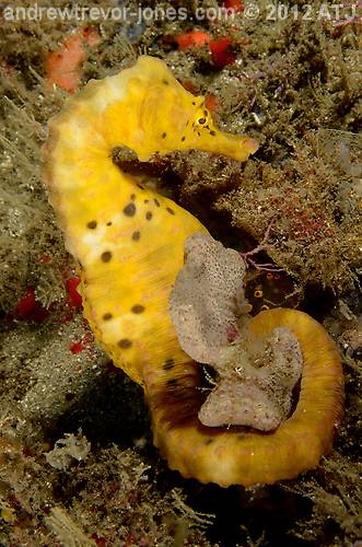 Pot-bellied seahorse, Hippocampus abdominalis