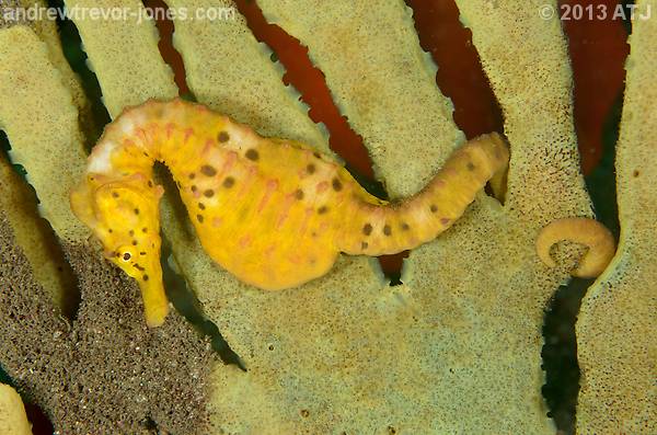 Sexing Sydney Syngnathids