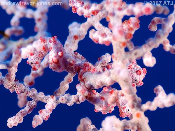 Pygmy seahorses, Hippocampus bargibanti