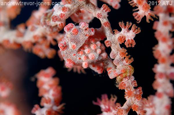 Pygmy seahorse, Hippocampus bargibanti