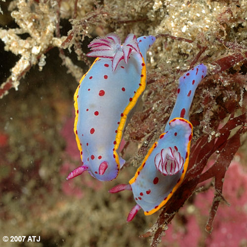 Nudibranchs, Hypselodoris bennetti
