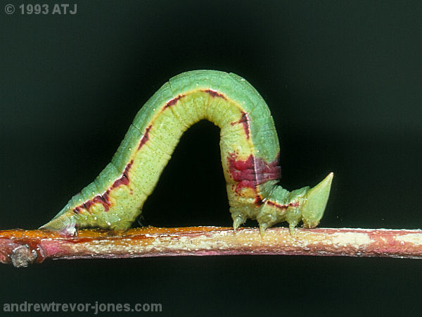Moth caterpillar, Hypodoxa bryophylla