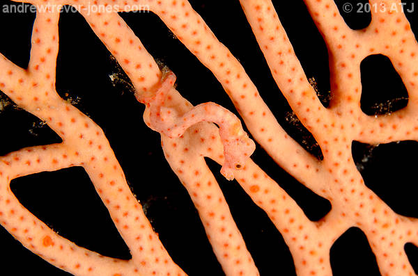Denise's pygmy seahorse, Hippocampus denise